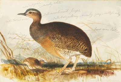 Sumpfhuhn von Edward Lear